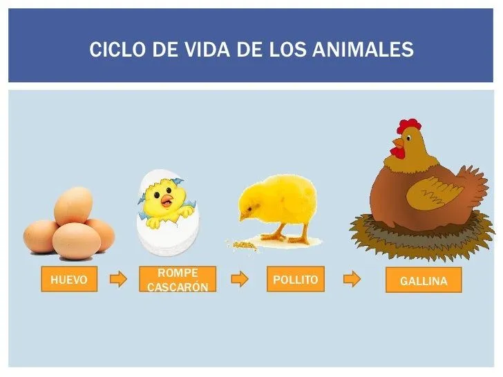 Ciclo de vida de un pollito para niños - Imagui Ciclo de vida de un pollito para niños - Imagui