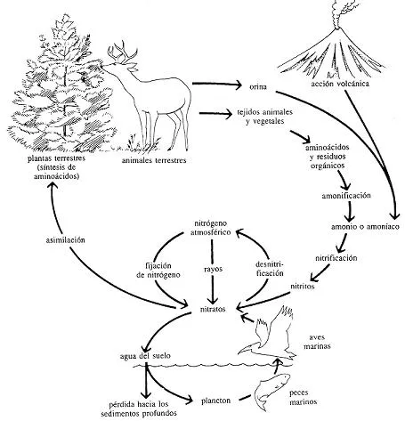 Ciclo de carbono para colorear - Imagui