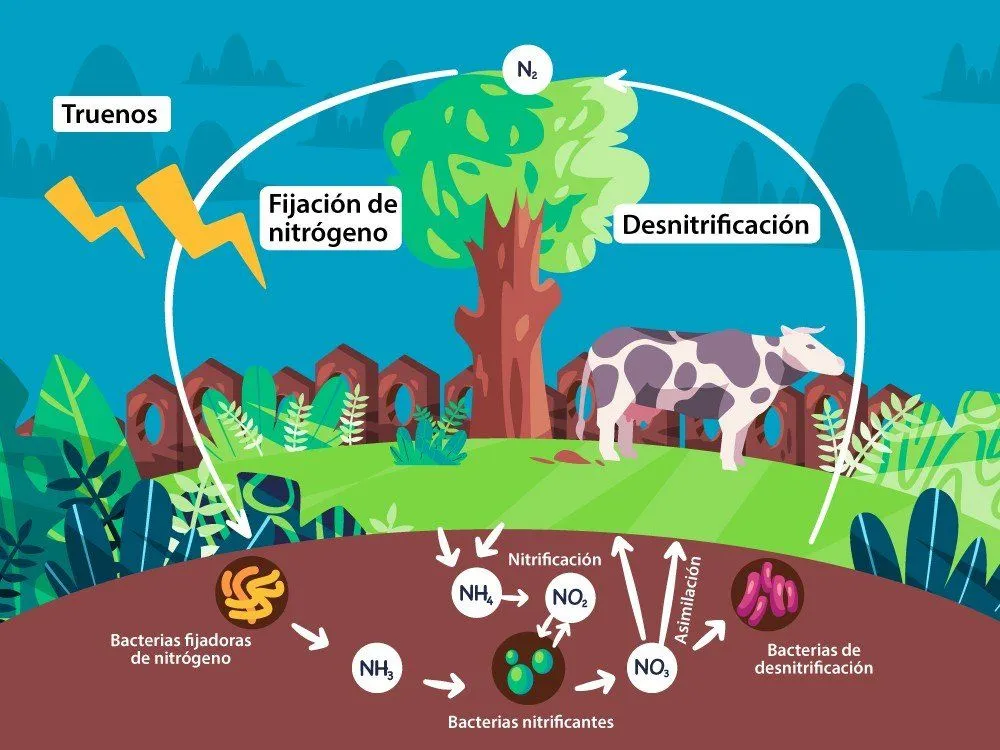 Qué es el Ciclo del Nitrógeno, sus Etapas e Importancia (con dibujo) -  Significados