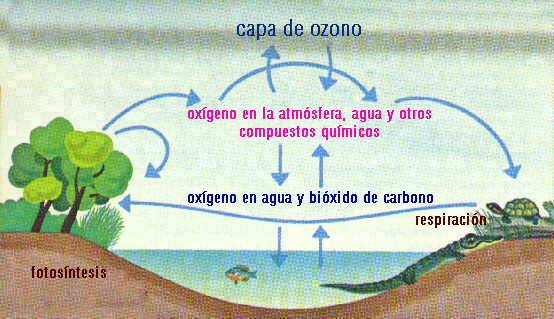 ciclo-