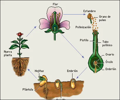 CICLO PLANTA FICHA ILUSTRADA PARA NIÑOS DE PRIMARIA : FICHAS PARA ...