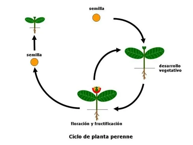 Ciclo de las plantas para colorear - Imagui