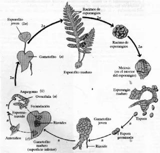 Ciclo de las plantas con flores - Imagui