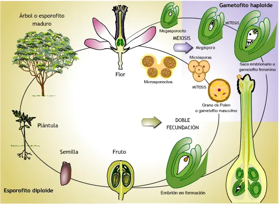 El Ciclo de las Plantas « Historia del mundo