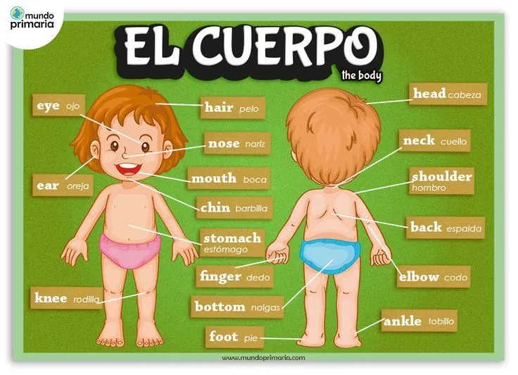 Infografía de las partes del cuerpo humano, en castellano y su ... Infografía de las partes del cuerpo humano, en castellano y su ...