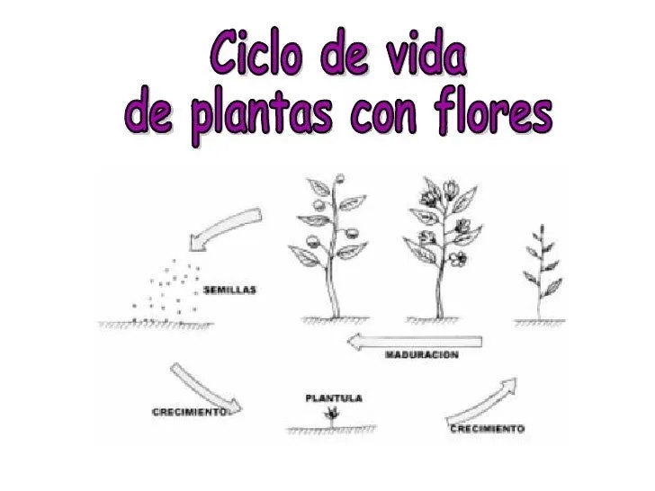 Ciclo de reproduccion de las plantas para niños - Imagui Ciclo de reproduccion de las plantas para niños - Imagui