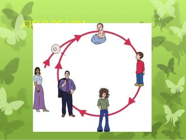 Ciclo de vida Ciclo de vida