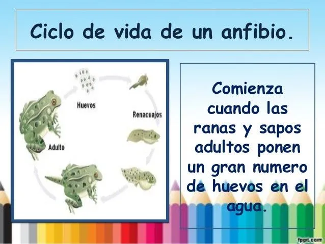 Ciclo de vida