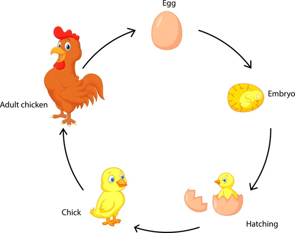 Ciclo de vida de la historieta un pollo para niños — Vector stock ...
