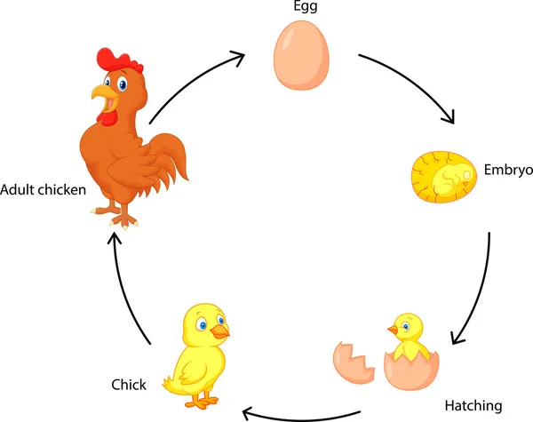 Ciclo de vida de la historieta un pollo para niños — Vector stock ... Ciclo de vida de la historieta un pollo para niños — Vector stock ...