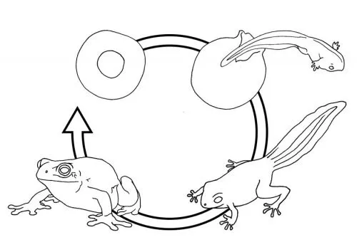 Ciclo de vida dela mariposa para niños - Imagui Ciclo de vida dela mariposa para niños - Imagui