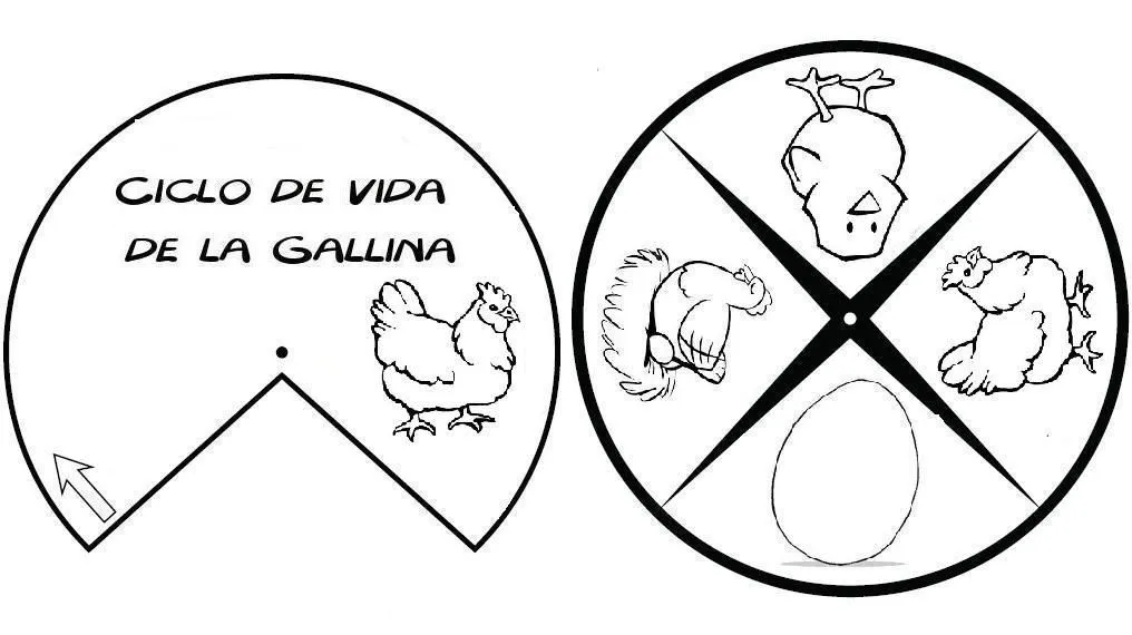 Ciclo de vida del ser humano para colorear para niños - Imagui Ciclo de vida del ser humano para colorear para niños - Imagui