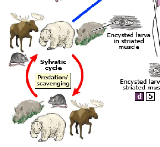 Ciclo de vida de los animales mamiferos - Imagui
