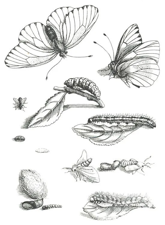 Ideas para tu tattoo: Ciclo de vida de la mariposa Ideas para tu tattoo: Ciclo de vida de la mariposa