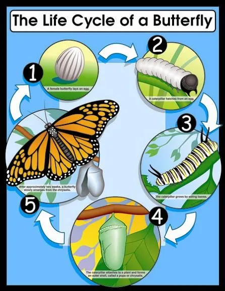 Ciclo de vida de la mariposa en ingles - Imagui Ciclo de vida de la mariposa en ingles - Imagui