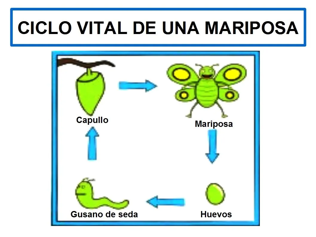 Ciclo de vida de la mariposa en inglés - Imagui Ciclo de vida de la mariposa en inglés - Imagui