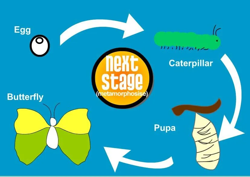 Ciclo de vida de la mariposa en inglés - Imagui Ciclo de vida de la mariposa en inglés - Imagui