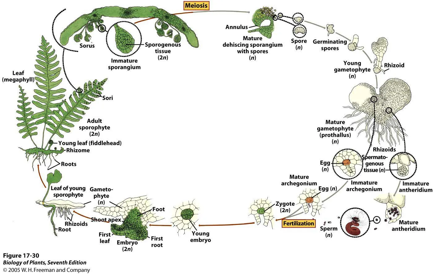 Ciclo De La Vida Pictures