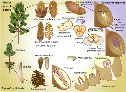 Ciclo de vida del pino (Pinus spp., Pinaceae)