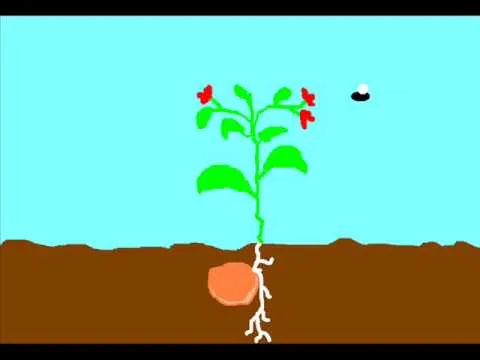 CICLO DE VIDA DE UNA PLANTA EDUCAR2 - YouTube