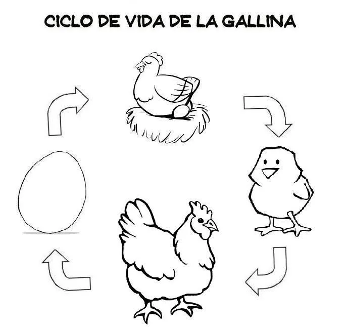 Ciclo de vida del girasol para colorear - Imagui