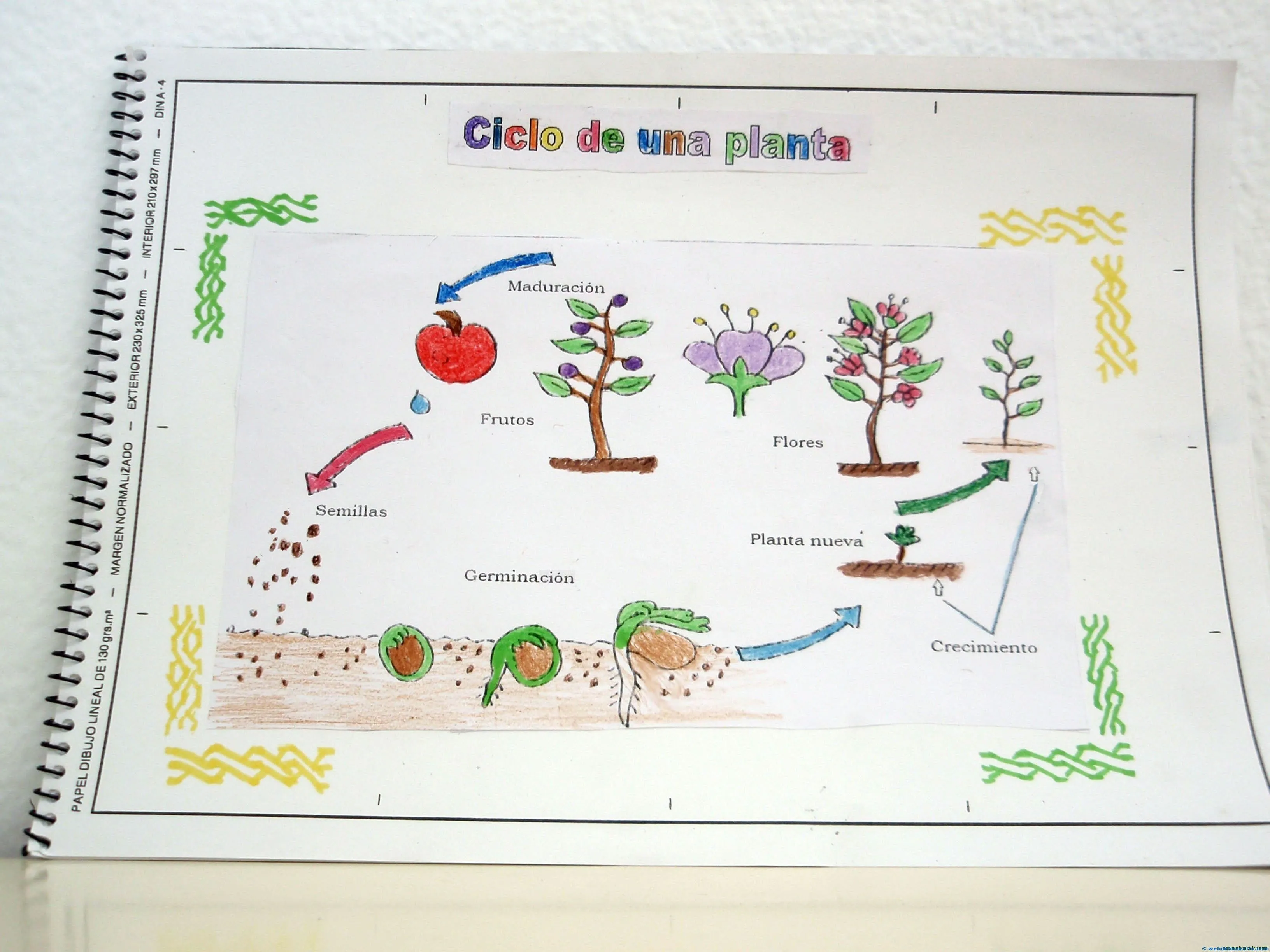 Ciclo de vida de una planta - Web del maestro Ciclo de vida de una planta - Web del maestro