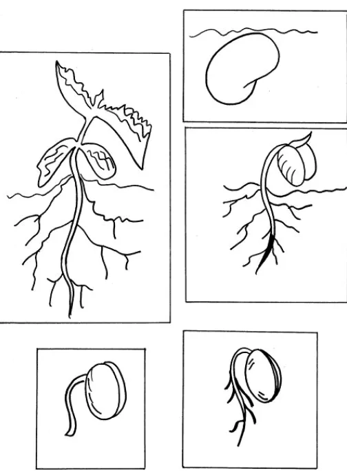 Ciclo de vida de las plantas para colorear - Tu Escuelita Ciclo de vida de las plantas para colorear - Tu Escuelita