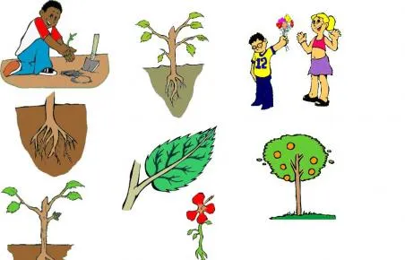 Plantas y sus funciones para niños - Imagui