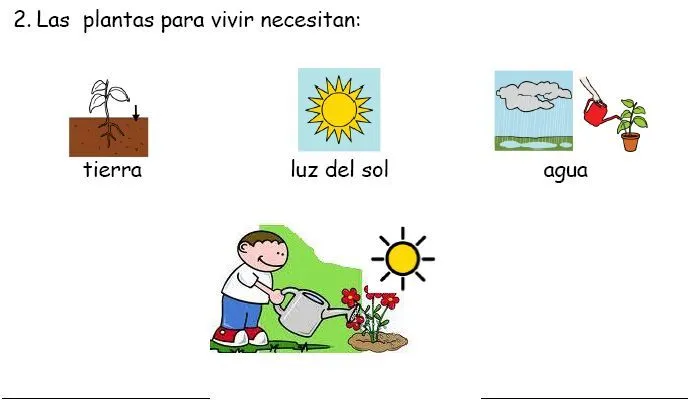 Ciclo de vida de las plantas para niños - Imagui