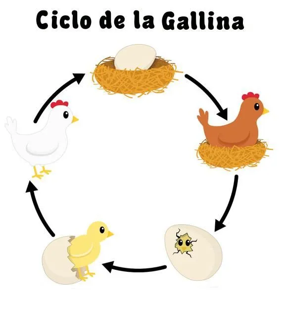 Ciclo de vida de la gallina - Imagui