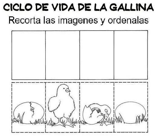 Ciclo de vida del pollo para niños - Imagui Ciclo de vida del pollo para niños - Imagui