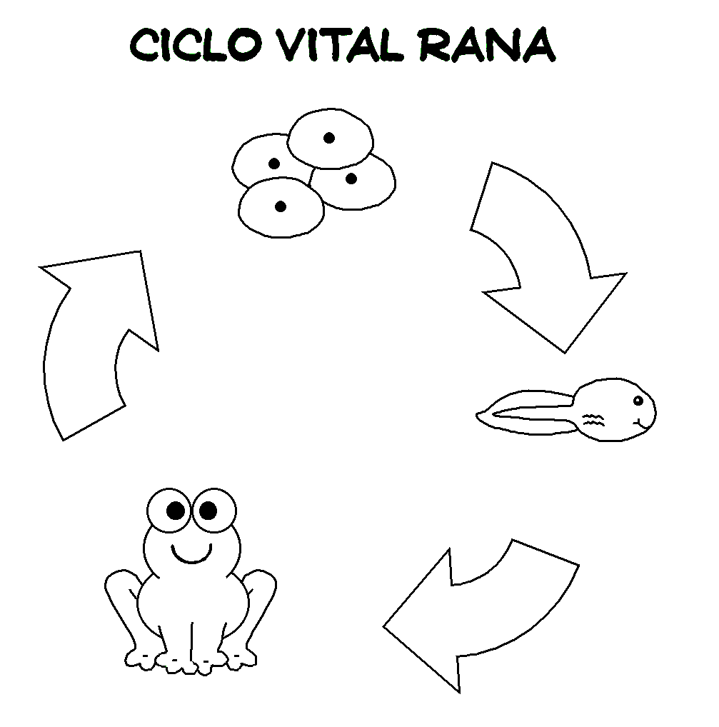Ciclo De Vida De La Rana | Bulldog Puppys