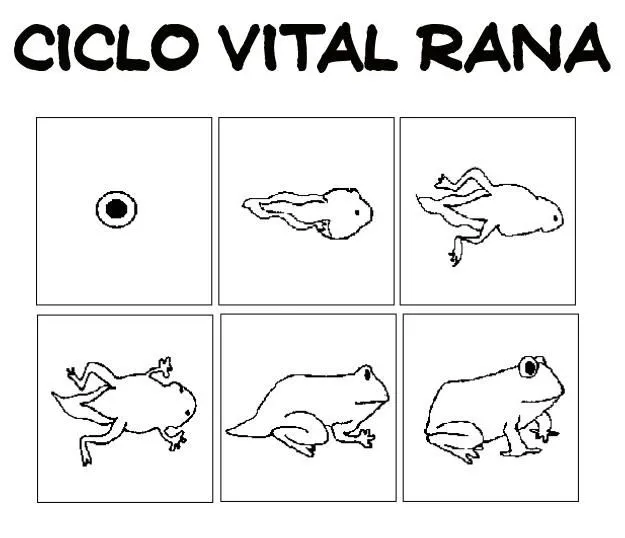 Ciclo de vida de la rana para colorear - Imagui