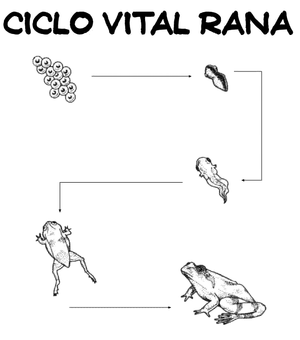 Ciclo de vida de la rana para colorear - Imagui