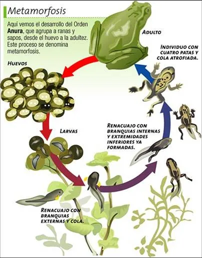 Ciclo de vida del sapo - Imagui