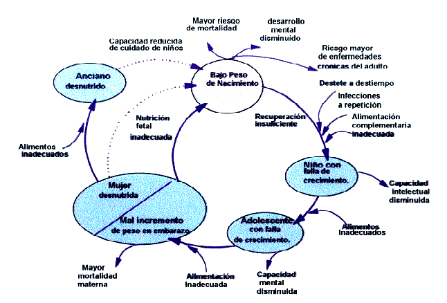 Ciclo vital del ser humano - Imagui