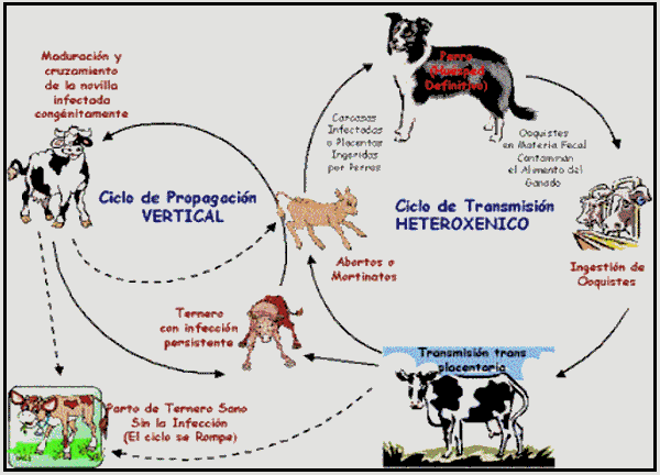 el ciclo vital - LOS SERES VIVOS LULI