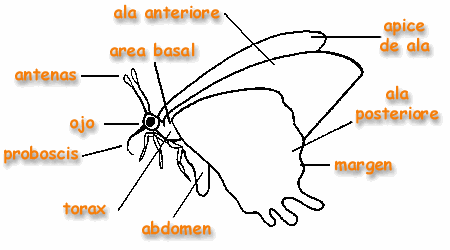 Ciclo Vital de la Mariposa | Children's Butterfly Website Ciclo Vital de la Mariposa | Children's Butterfly Website