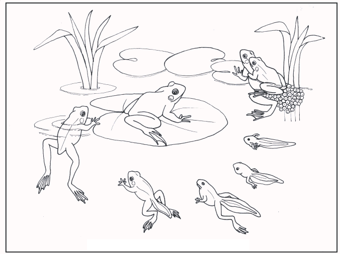 Ciclo vital para pintar - Imagui