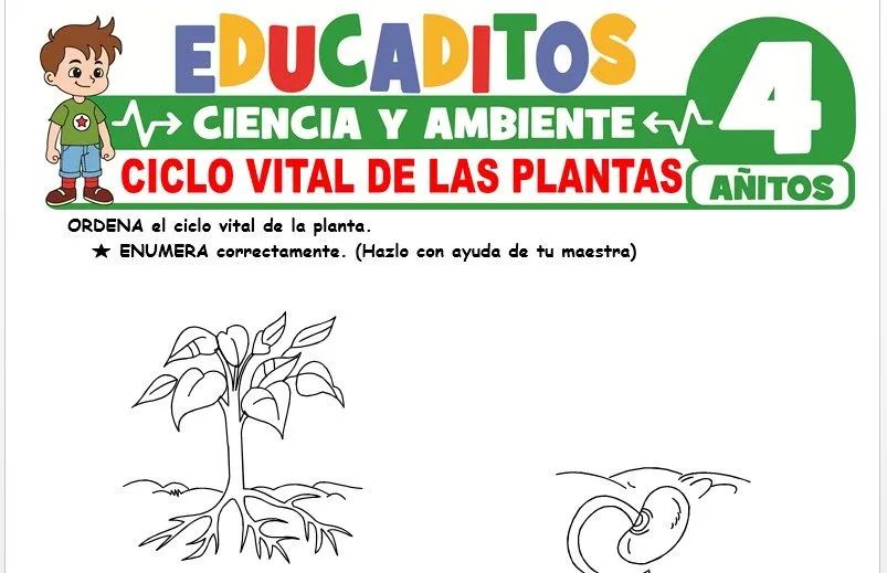 Ciclo Vital de las Plantas para Niños de 4 Años » Educaditos.com Ciclo Vital de las Plantas para Niños de 4 Años » Educaditos.com