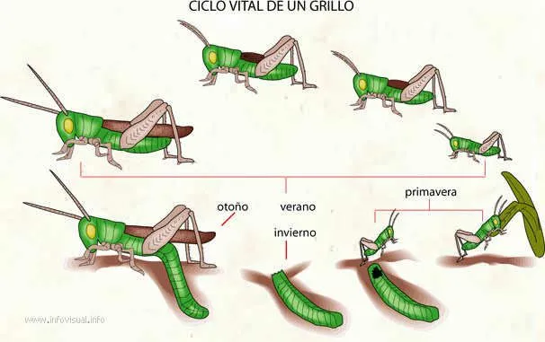 El ciclo vital de los seres vivos - Imagui