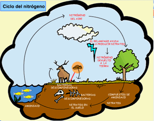 Ciclos Biogeoquímicos (página 2) - Monografias.com Ciclos Biogeoquímicos (página 2) - Monografias.com