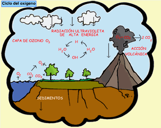 Ciclos Biogeoquímicos (página 2) - Monografias.com Ciclos Biogeoquímicos (página 2) - Monografias.com
