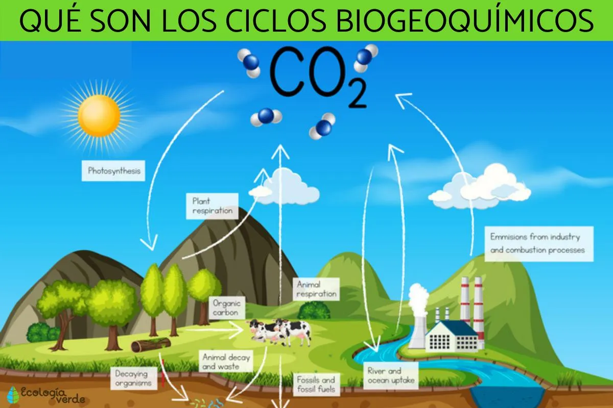 CICLOS BIOGEOQUÍMICOS: qué son, tipos e importancia - ¡Resumen!