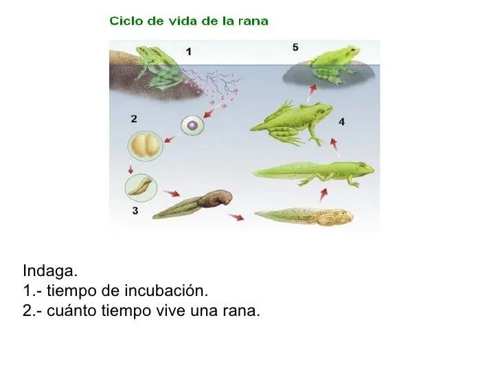 ciclos-de-vida-3-728.jpg?cb= ...