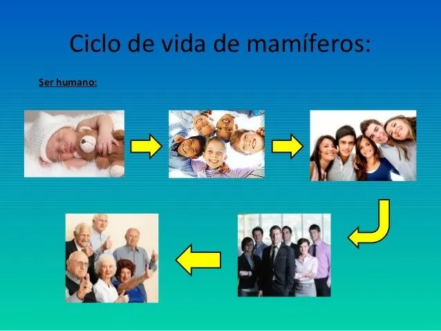 ciclos-de-vida-de-los-animales ...