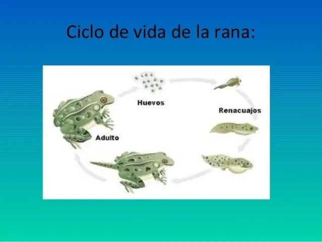 ciclos-de-vida-de-los-animales ...