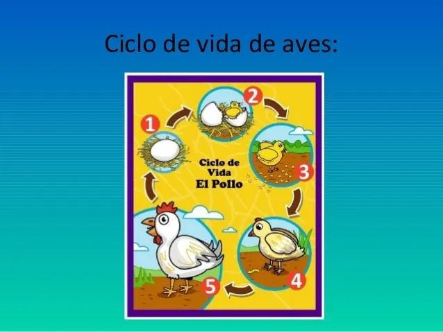 ciclos-de-vida-de-los-animales ...