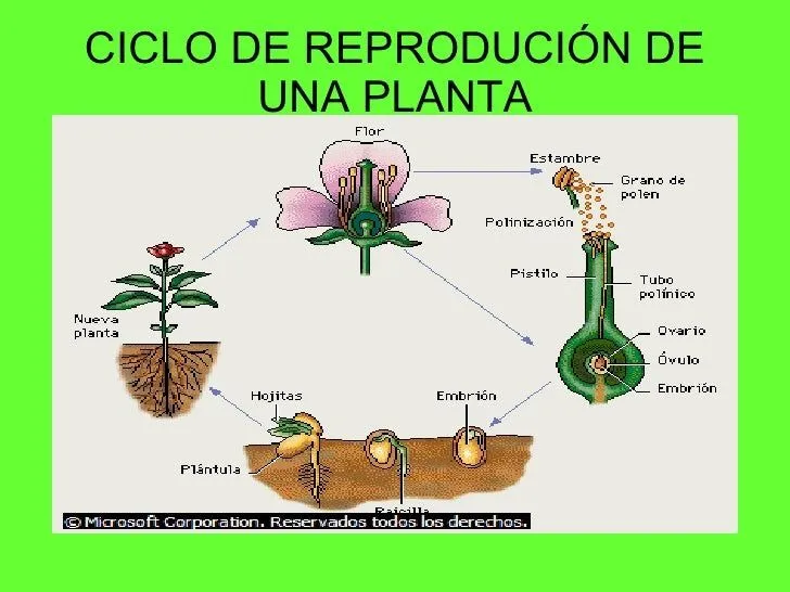 ciclos-de-vida1-14-728.jpg?cb= ...