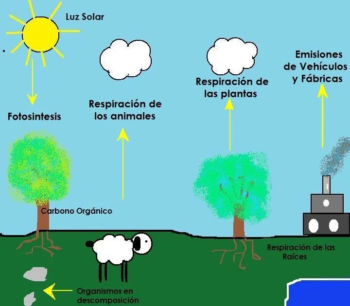 Ciclos de la naturaleza: Ciclo del Carbono